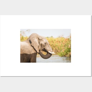 African Bush Elephant Feeding In River Posters and Art